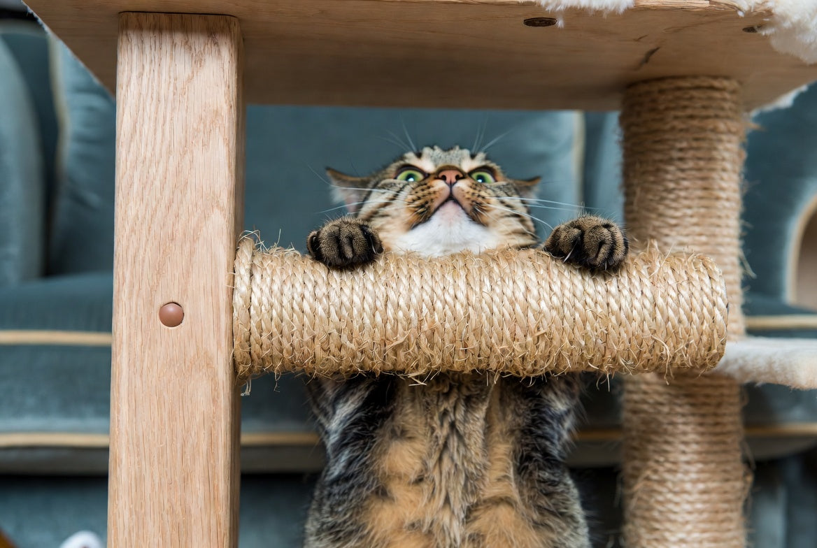 How to Tell the Age of a Cat