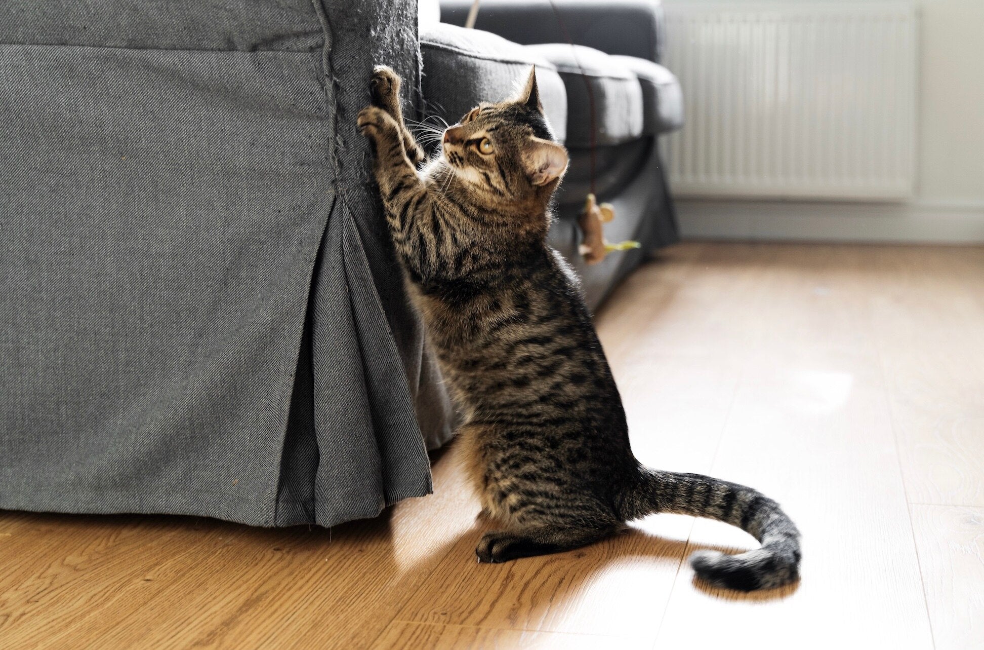 cat scratching wood furniture