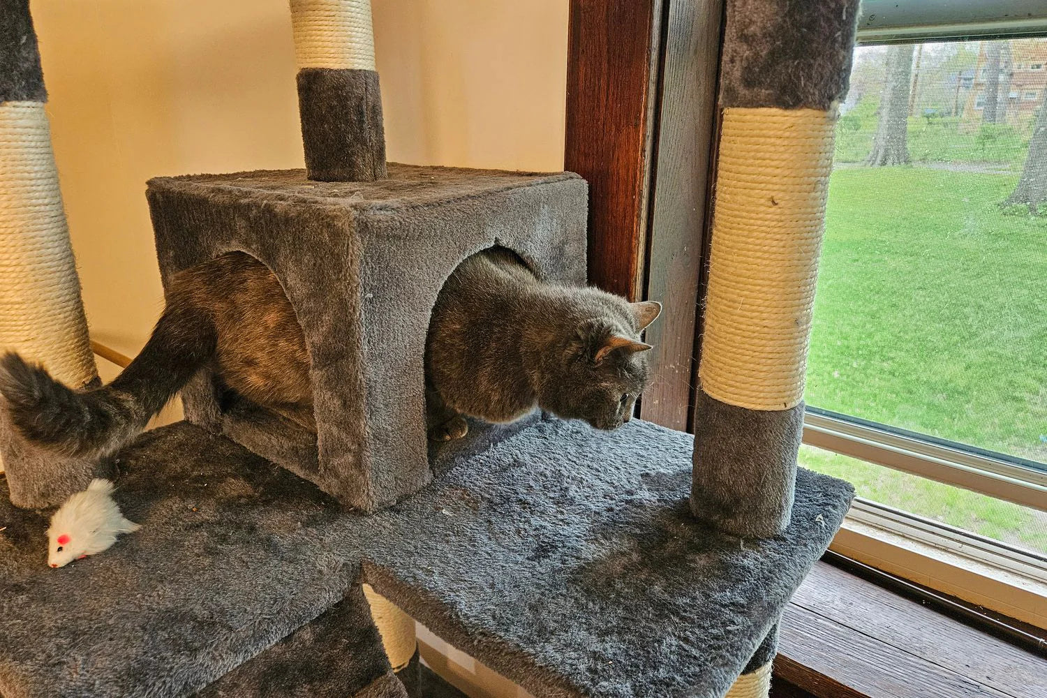 Wood Cat Tree vs Carpet Cat Tower: Which Is Right for Your Cat
