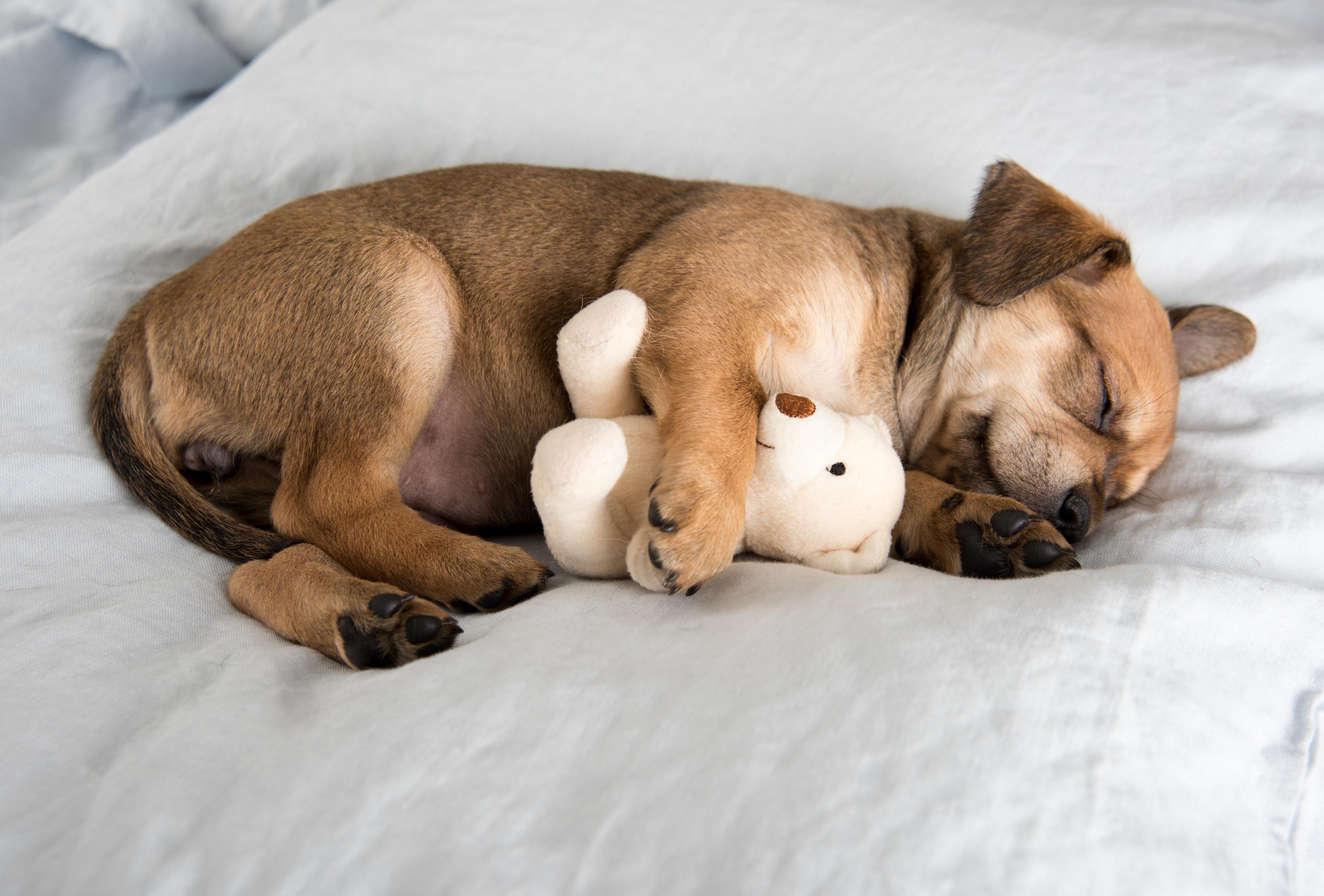 New puppy resting on a bed with a small teddy on its first night home